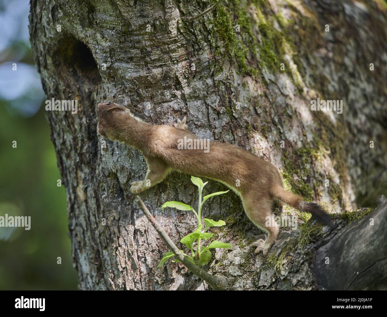 Weasel Banque D'Images