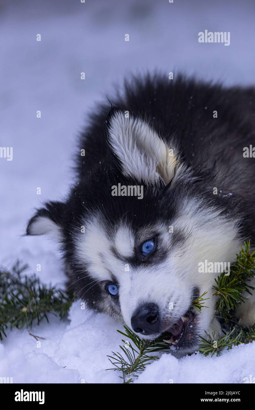 jeune husky noir et blanc de sibérie mâchant sur une branche de pin dans la neige Banque D'Images