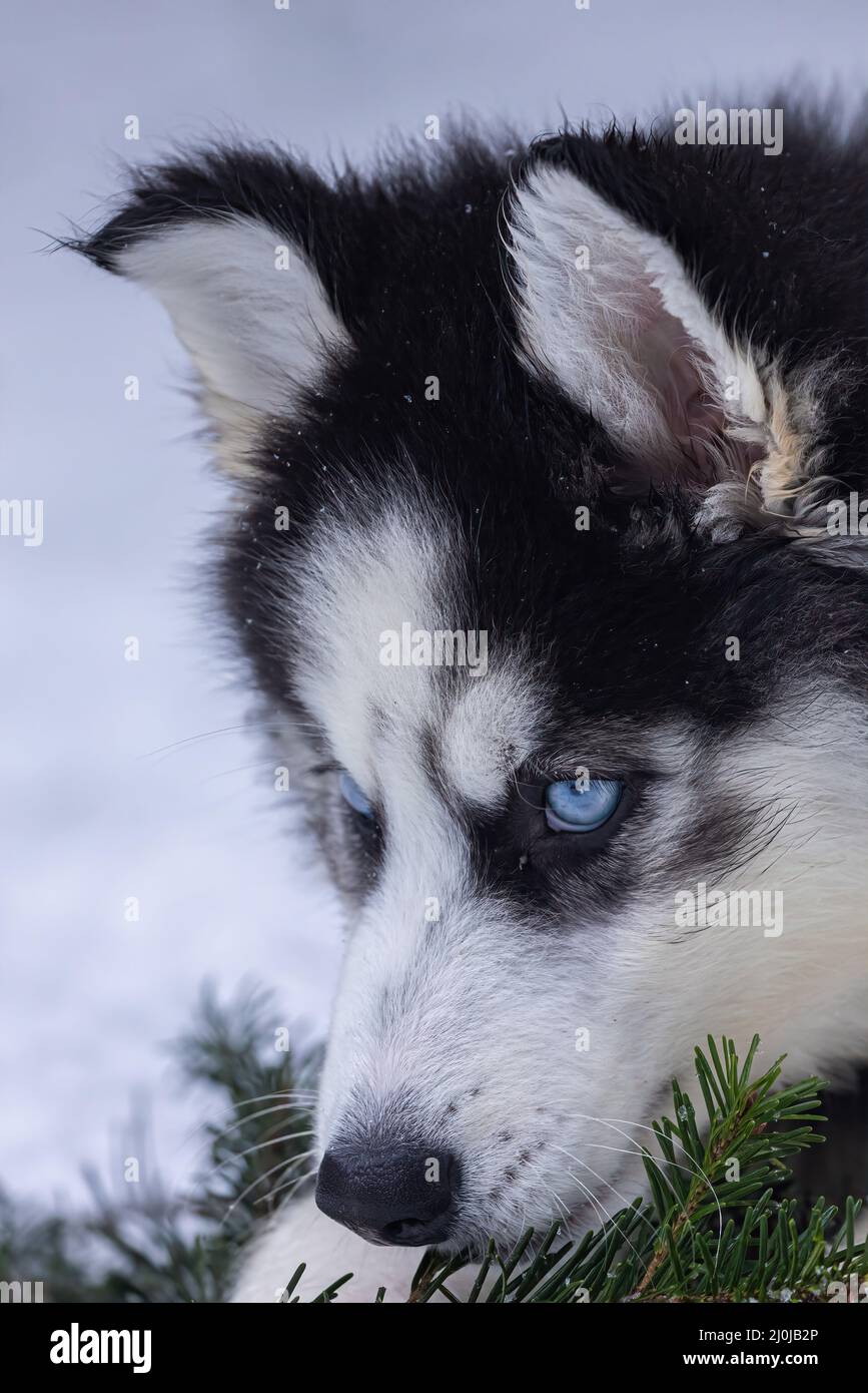 jeune husky noir et blanc de sibérie mâchant sur une branche de pin dans la neige Banque D'Images