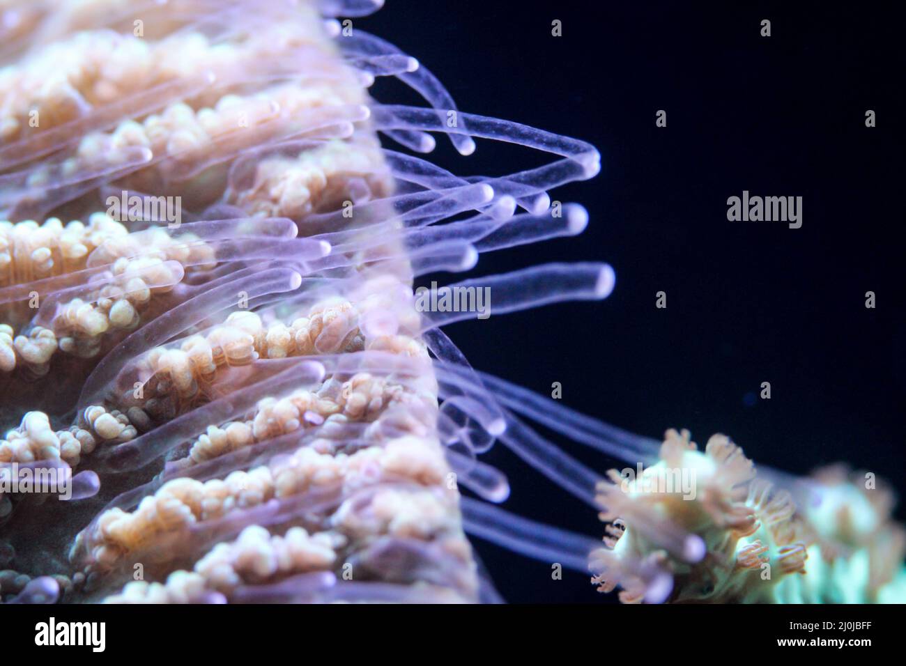 Un corail dans l'aquarium d'eau salée. Banque D'Images