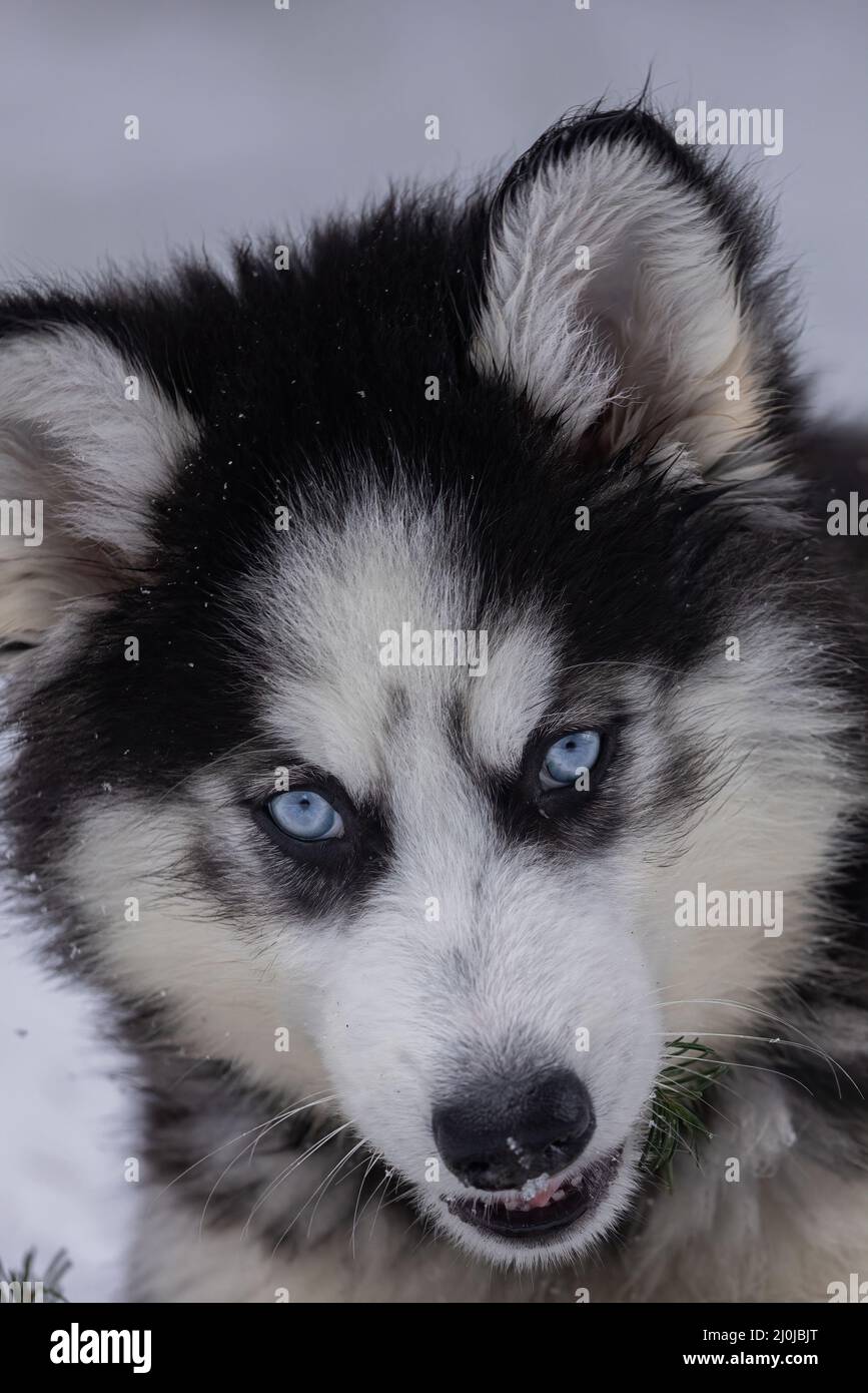 Petit chiot Husky noir et blanc avec yeux bleu vif posés dans la neige Banque D'Images