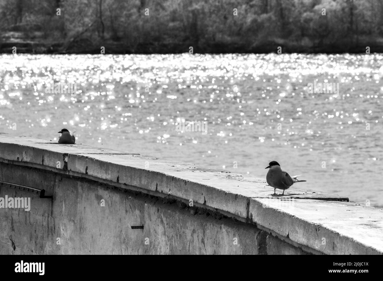 Une paire de jeunes mouettes est assise sur le remblai de mer, sur le fond de la forêt côtière. Photo d'oiseaux en noir et blanc. Banque D'Images