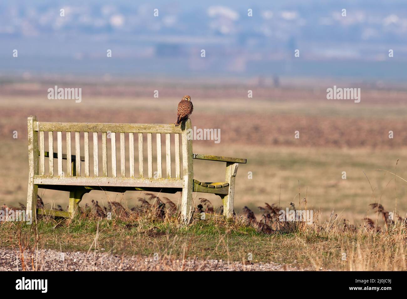 Kestrel assis sur un banc, profitant du soleil du soir Banque D'Images
