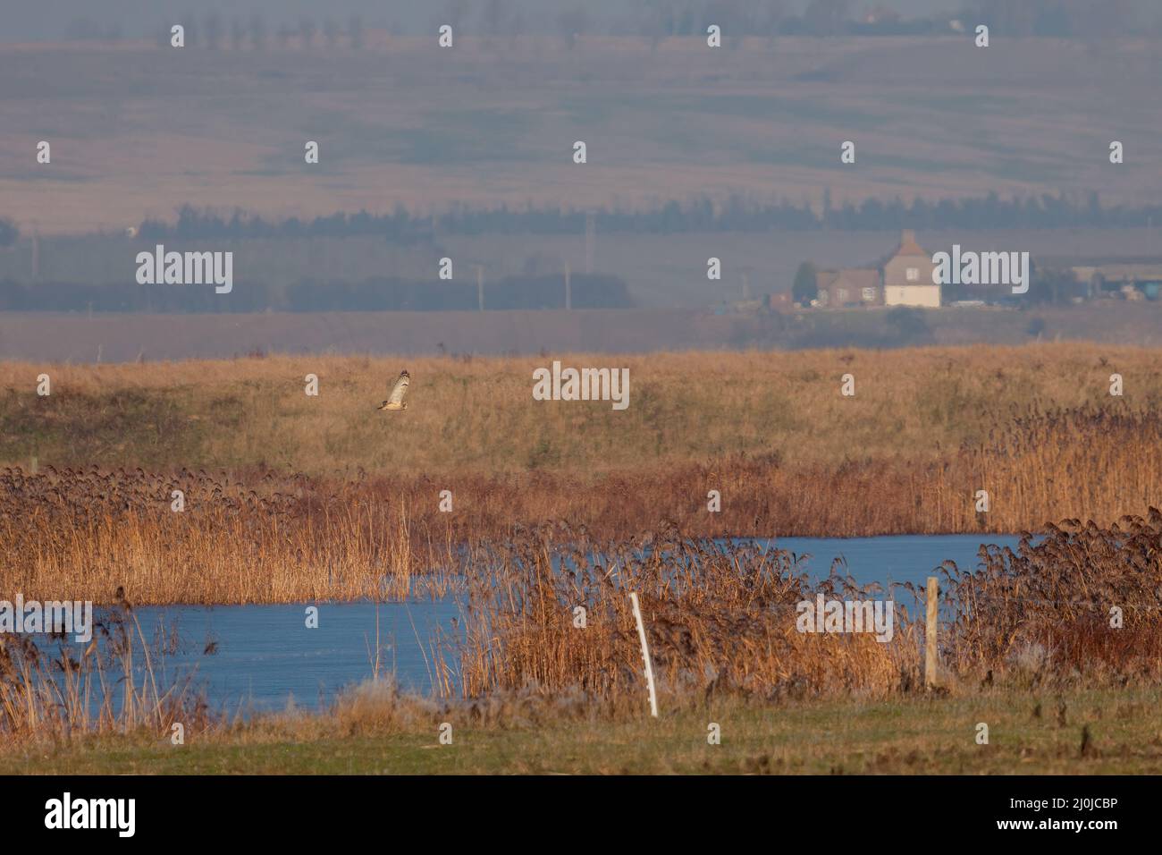 Effraie des clochers de la chasse au marais d'Elmley sur un après-midi d'hiver Banque D'Images