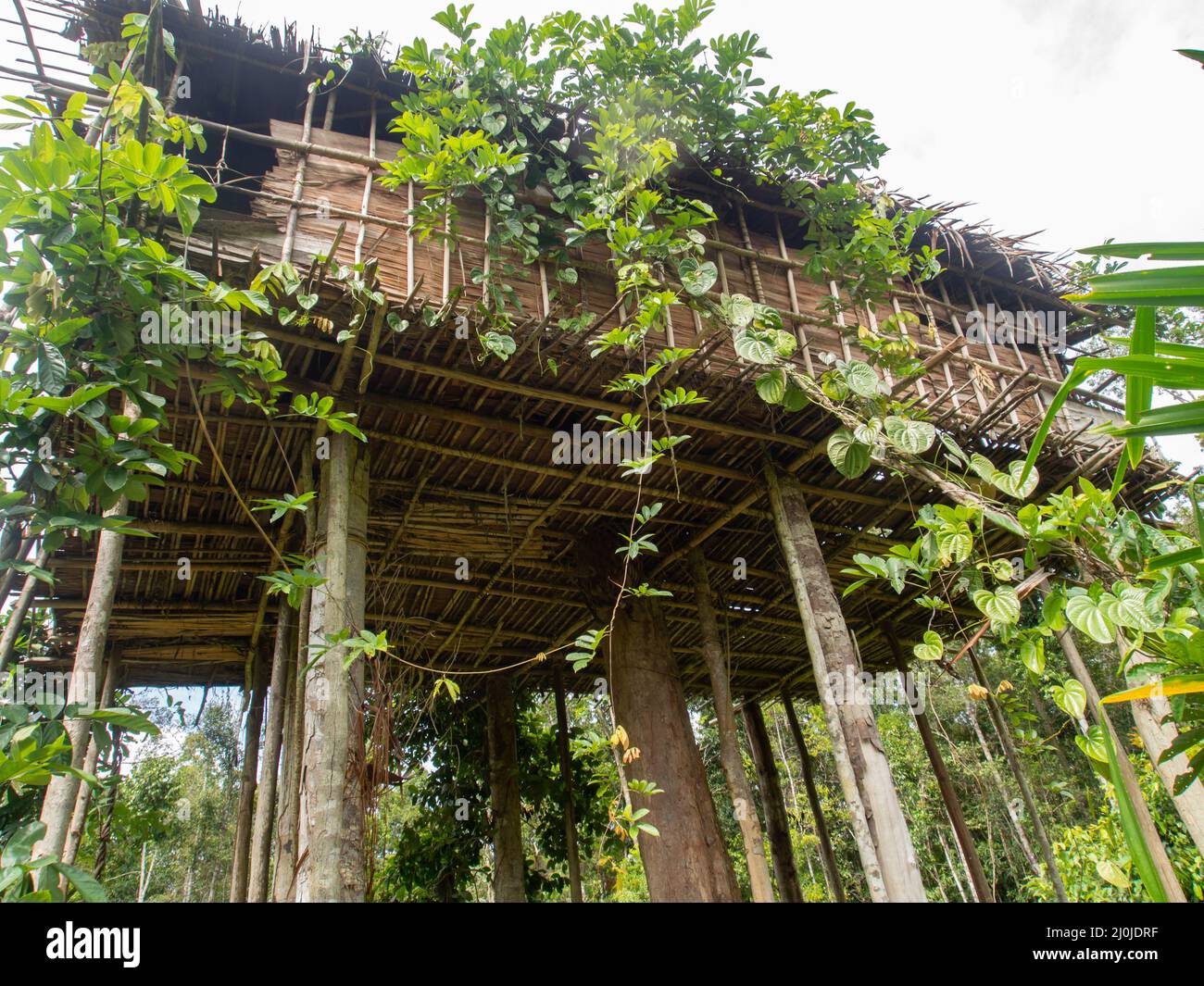 La jungle, Indonésie . Maisons sur les arbres. De cette façon, la tribu Korowaya construit des maisons en Papouasie. Tribu West Papa Korowai. Banque D'Images