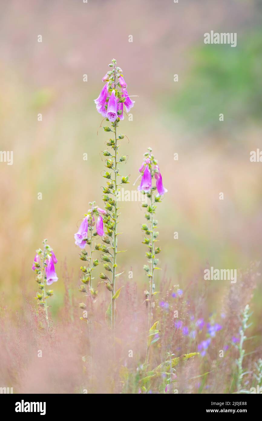 Fleur rose Violet foxgants, Digitalis purpurea Banque D'Images