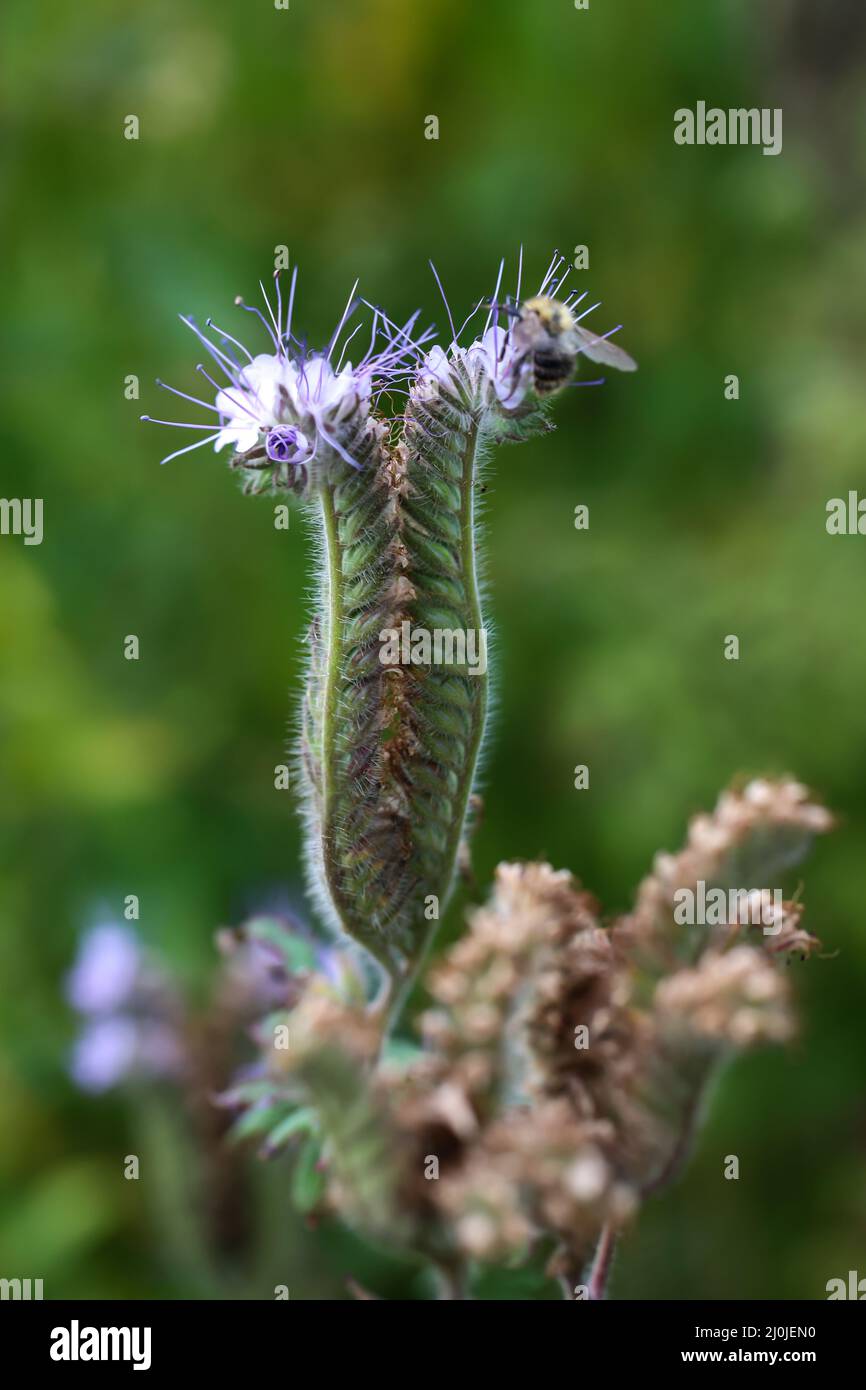 Une fleur en grappe fermée, Phacelia tanacentifolia. Banque D'Images