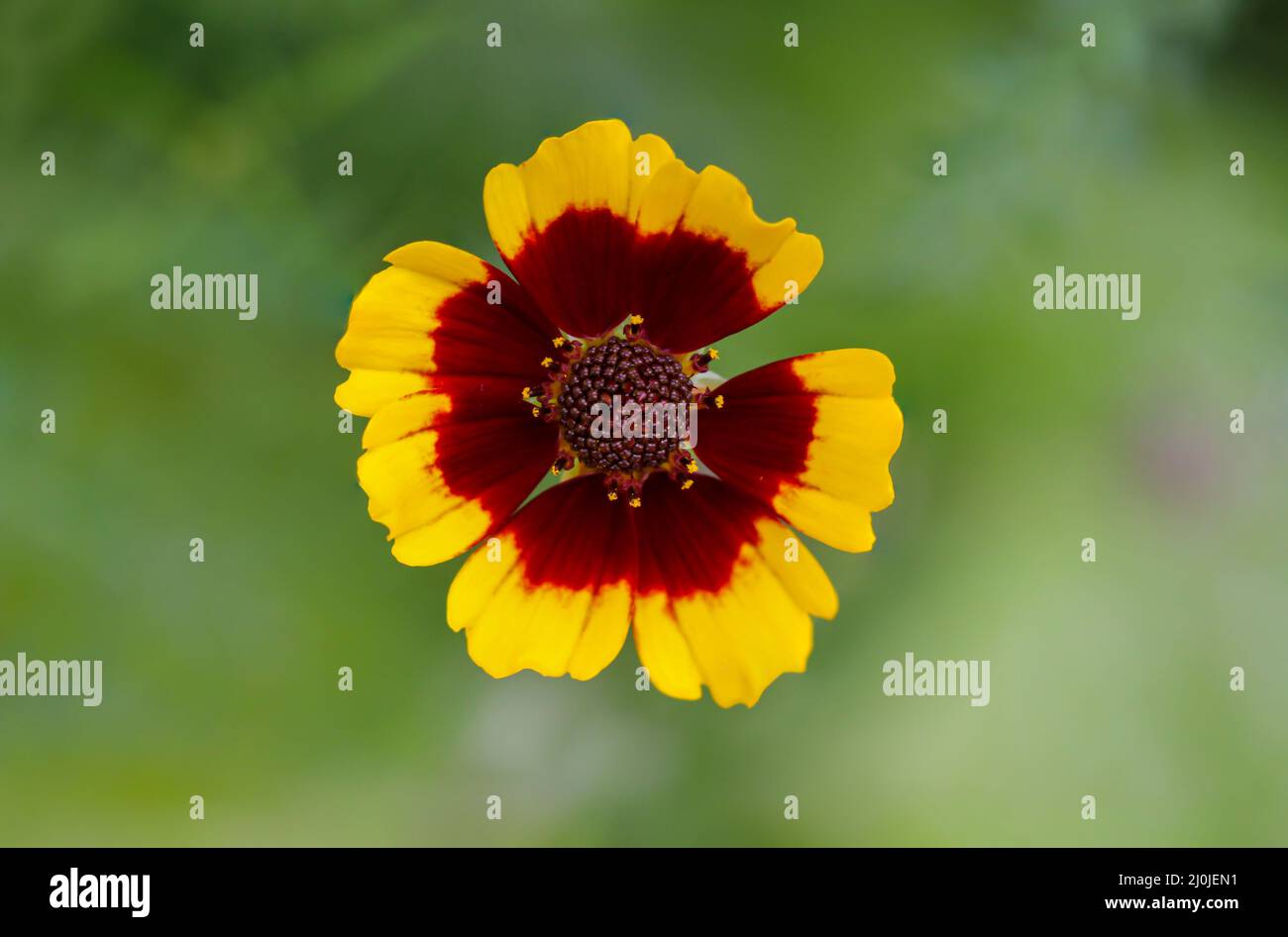 Gros plan d'une fleur de l'œil d'une fille. Banque D'Images