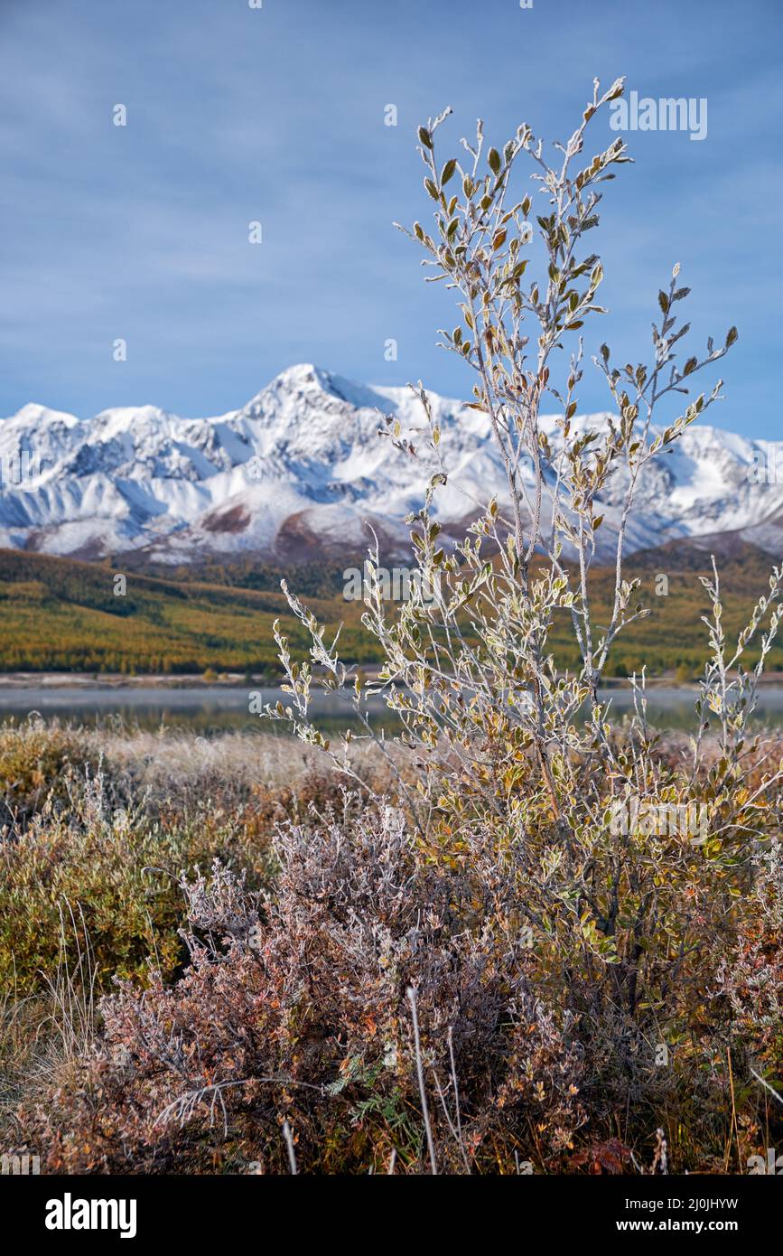 Feuilles de saule congelées sous le givre. Les montagnes enneigées de North Chuiskiy Ridge sont en arrière-plan. Banque D'Images