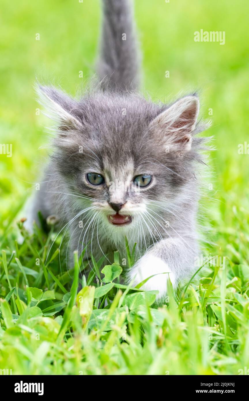 Petits chatons Banque D'Images