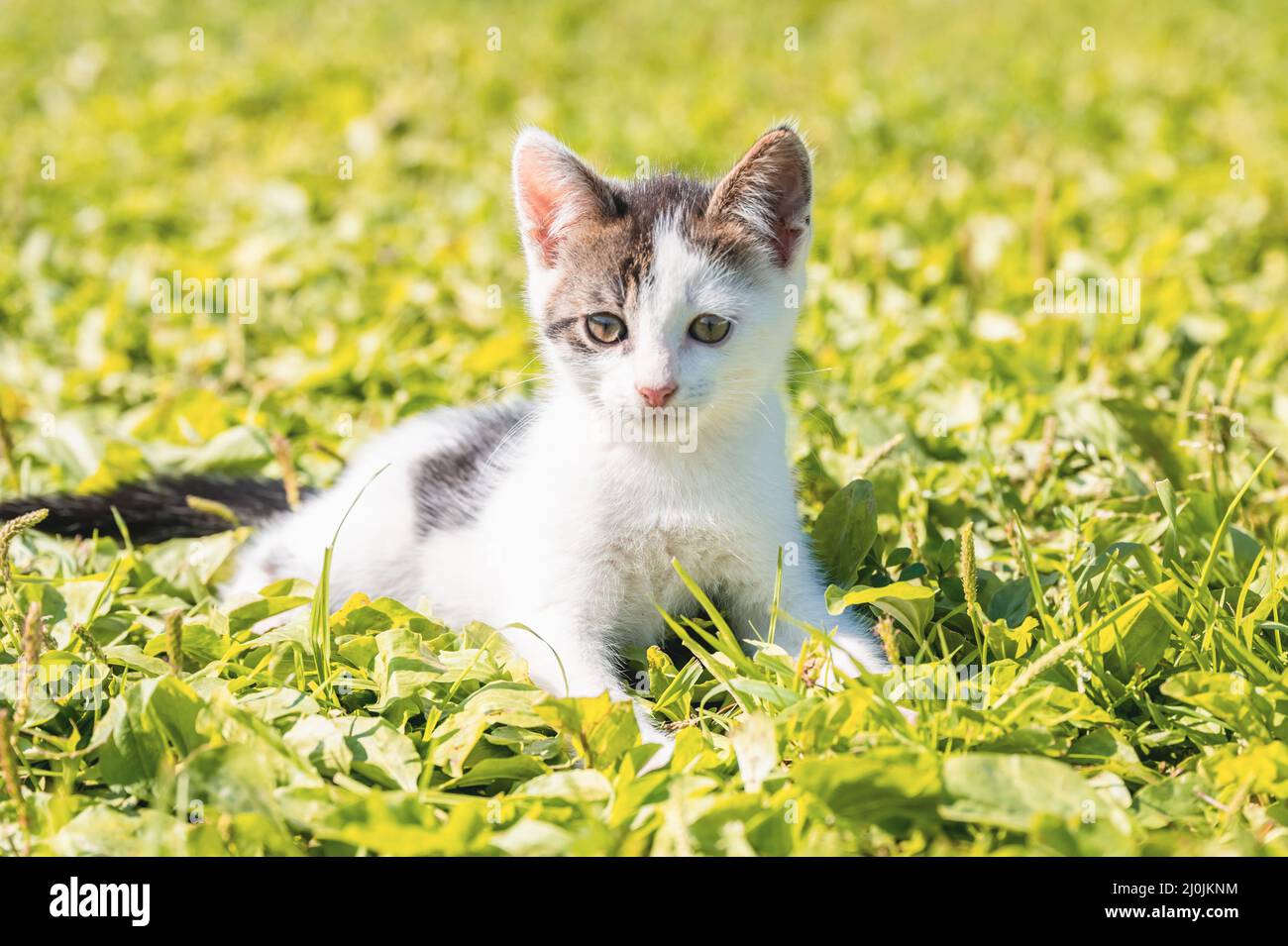 Petits chatons Banque D'Images