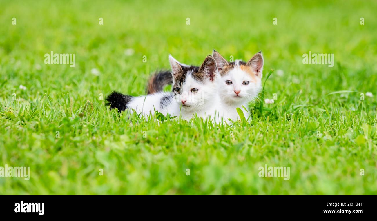 Petits chatons Banque D'Images