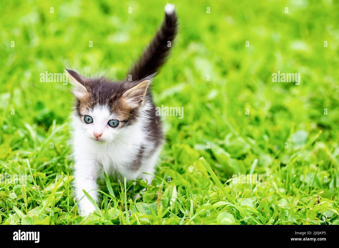Petits chatons Banque D'Images