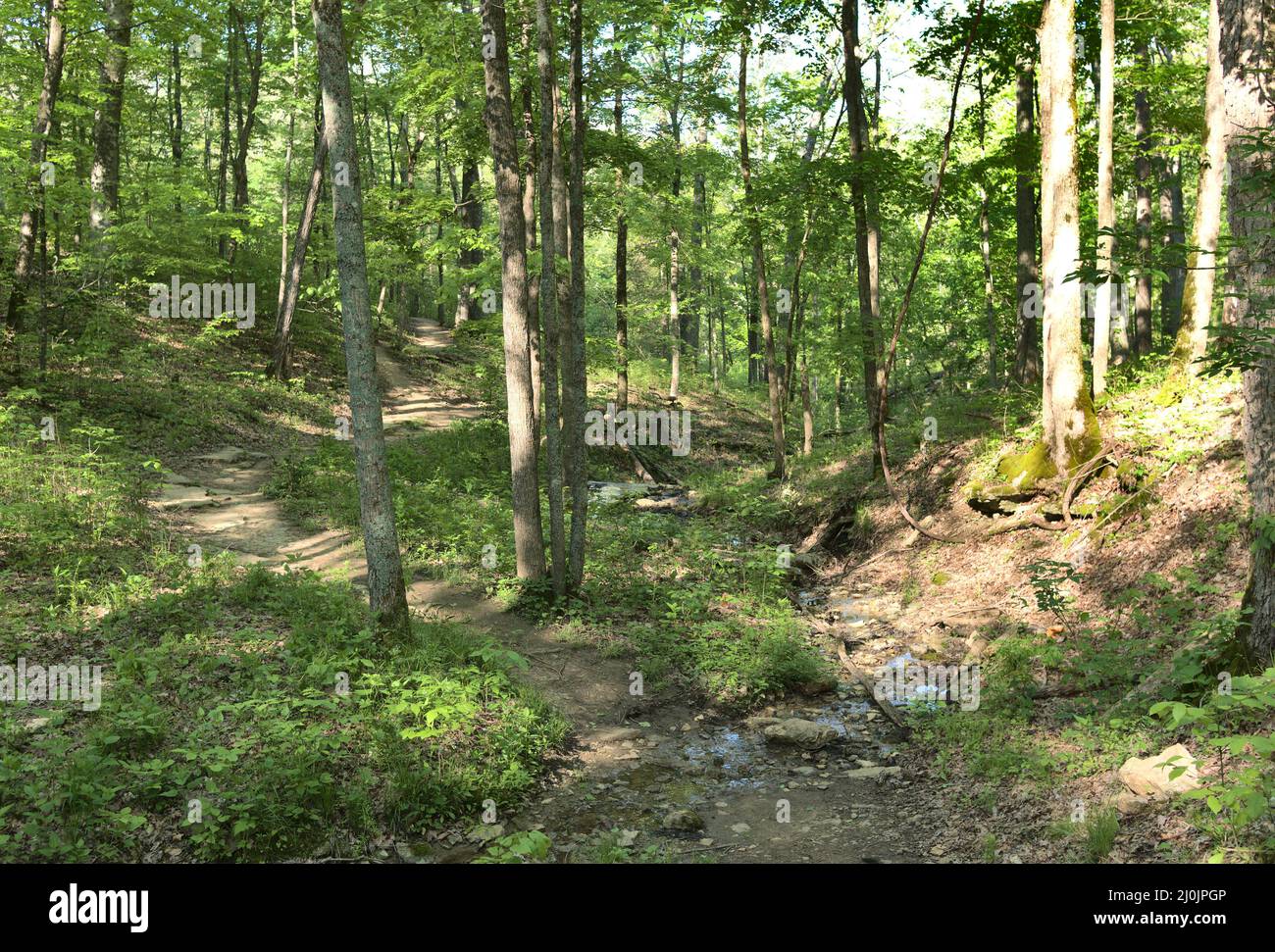 Image paysage d'un sentier de randonnée en forêt au printemps dans le Kentucky. Banque D'Images