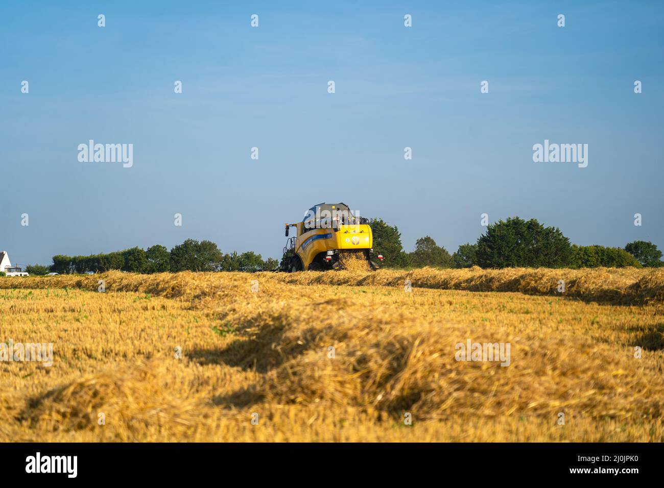 La moissonneuse-batteuse jaune New Holland récolte du blé mûr. Agriculture en France. La récolte est le processus de collecte d'un Banque D'Images
