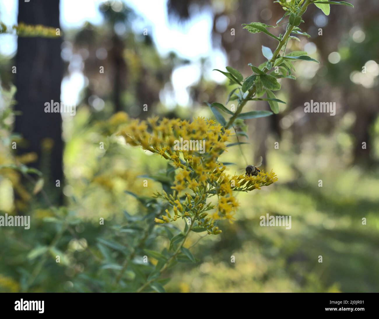 Image macro d'une abeille sauvage se nourrissant sur l'île de Caladesi en Floride. Banque D'Images