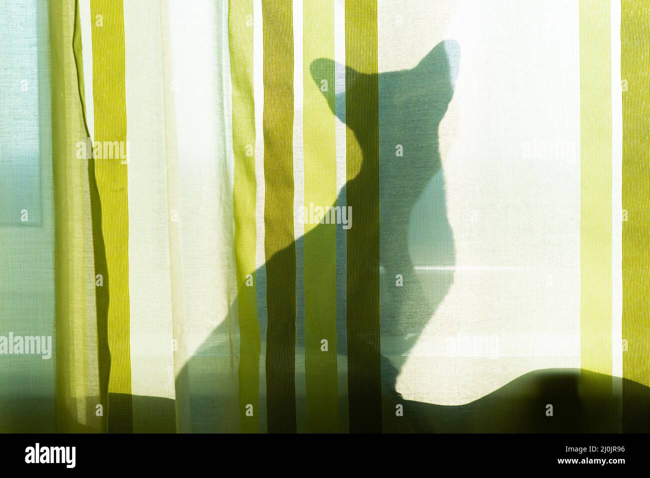 Ombre noire de chat sur la fenêtre Banque D'Images