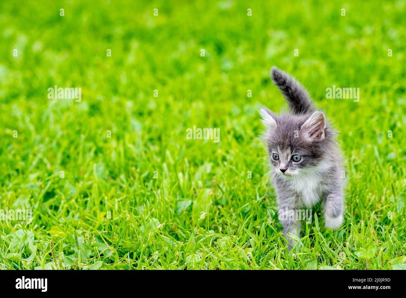 Petits chatons Banque D'Images