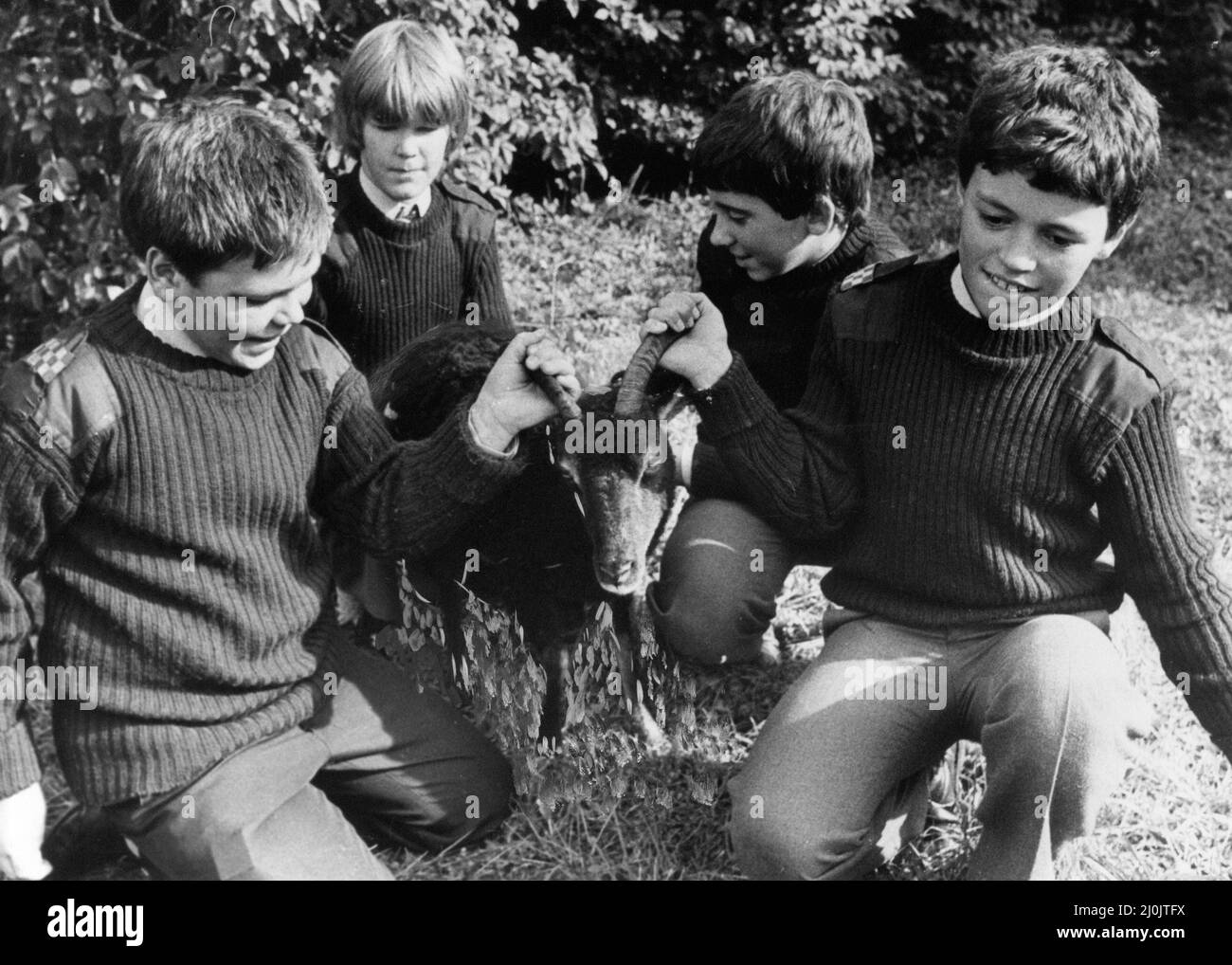 Yarm School, Yarm, North Yorkshire, Angleterre, lundi 5th octobre 1981. Notre photo montre ... Les lades de l'école indépendante Yarm ont maintenant des cours en direct d'histoire, de biologie, de géographie et de conservation, car deux nouveaux arrivants sont des moutons de Soay rares de St Kilda dans les Hébrides extérieures, l'école espère construire un petit troupeau. Banque D'Images