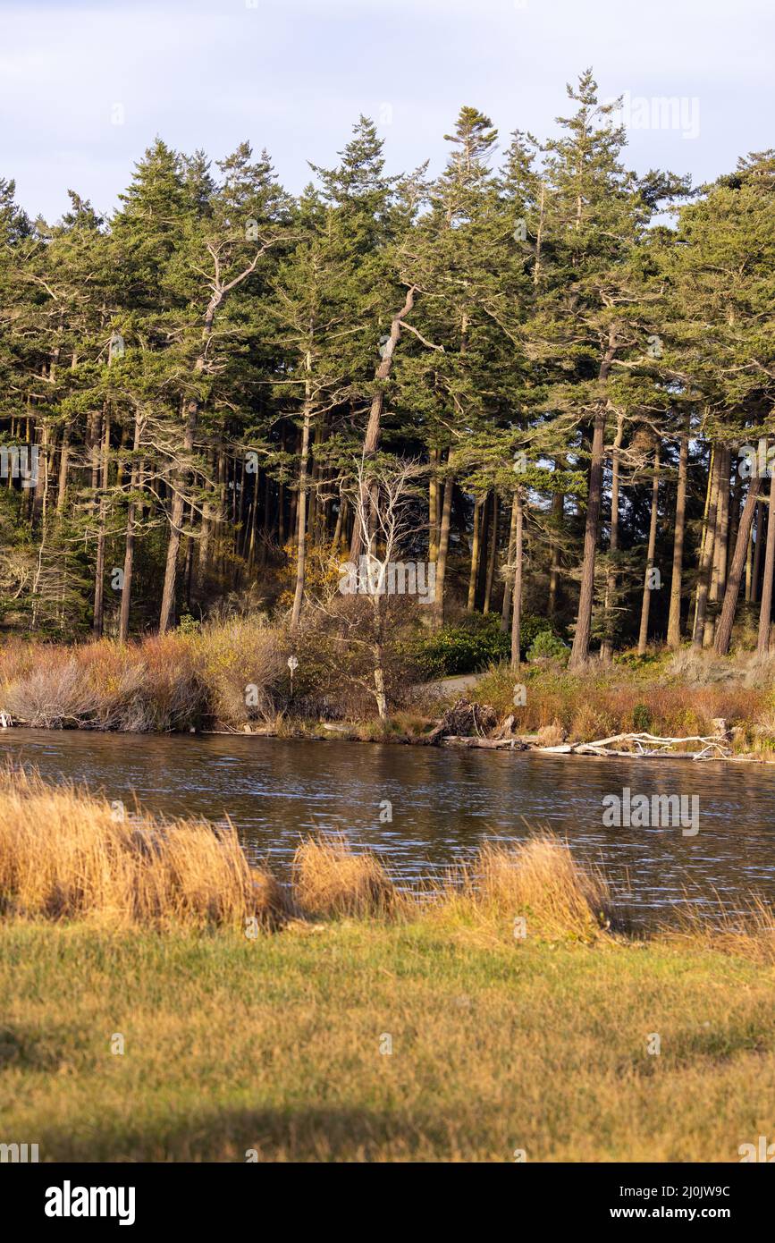 les rives boisées d'un lac recouvert d'une grande herbe sèche Banque D'Images