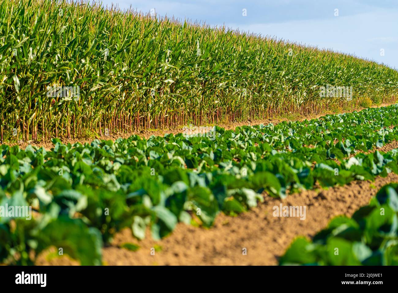 Comptabilité et agriculture, terres agricoles en France région Bretagne. Champ de culture de maïs vert dans le nord de la France en Bretagne. Céréales Banque D'Images