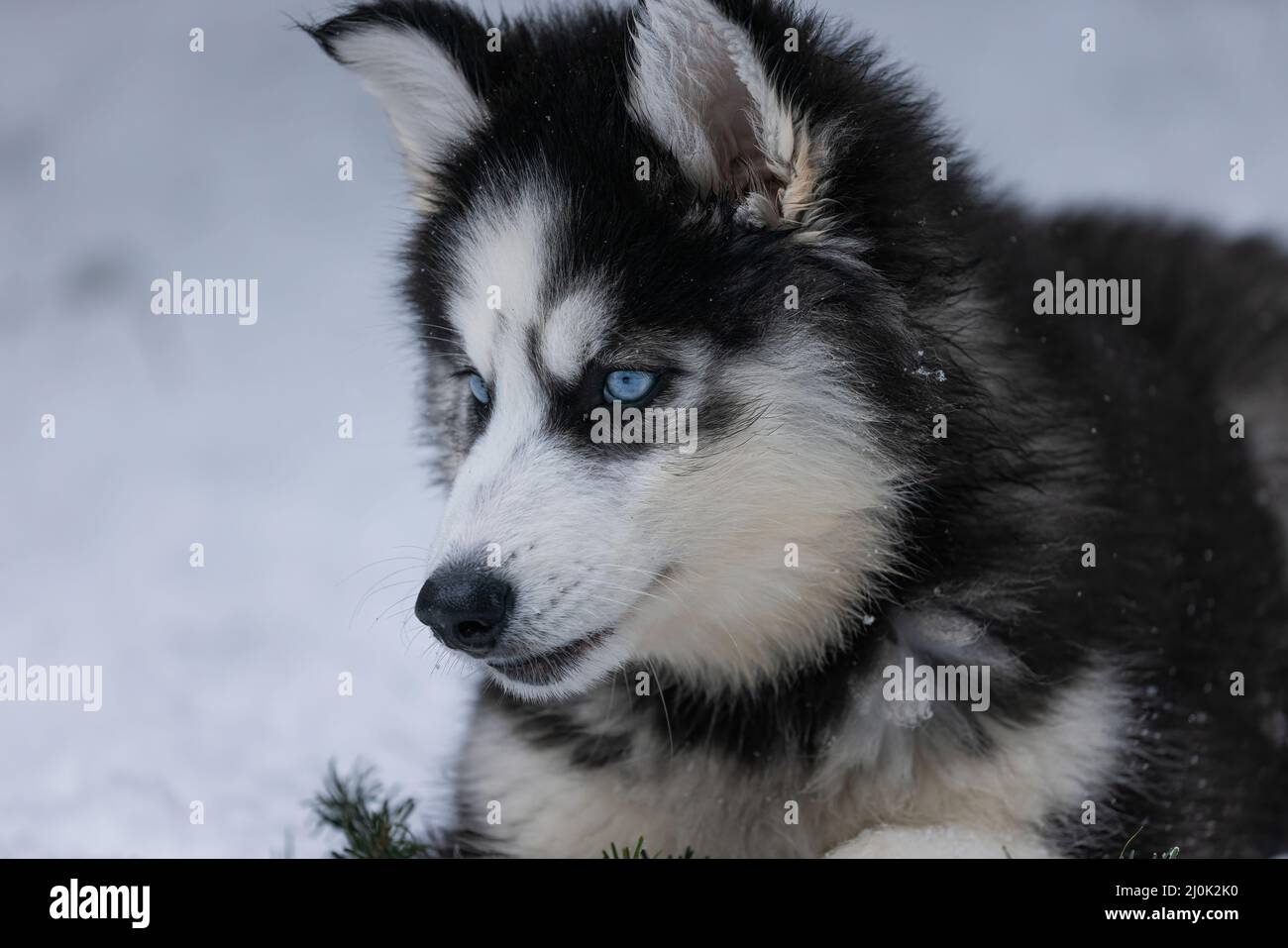 Petit Chiot Husky Aux Yeux Bleu Vif Dans La Neige Photo Stock Alamy