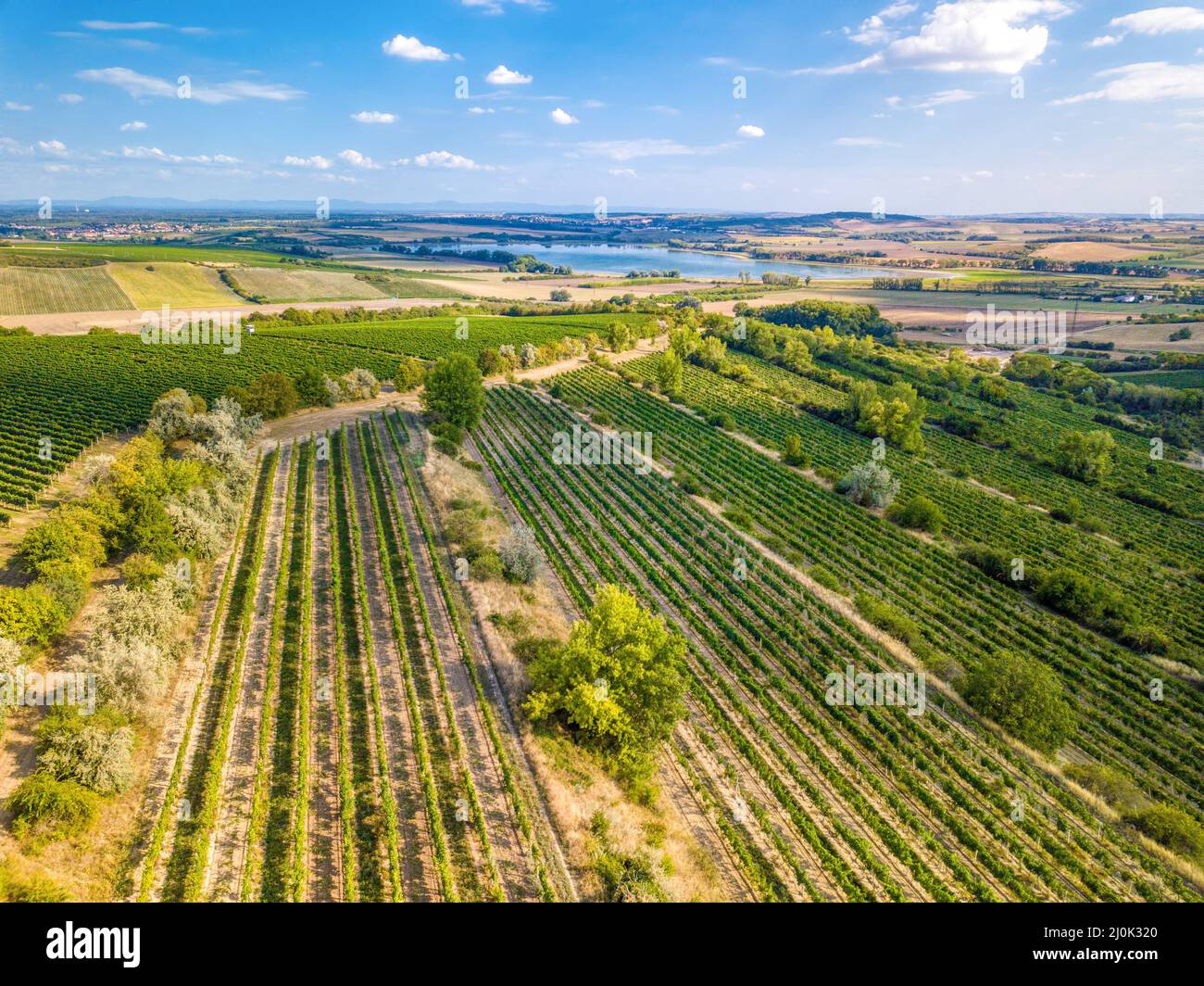 Vignobles à Palava, République tchèque Banque D'Images
