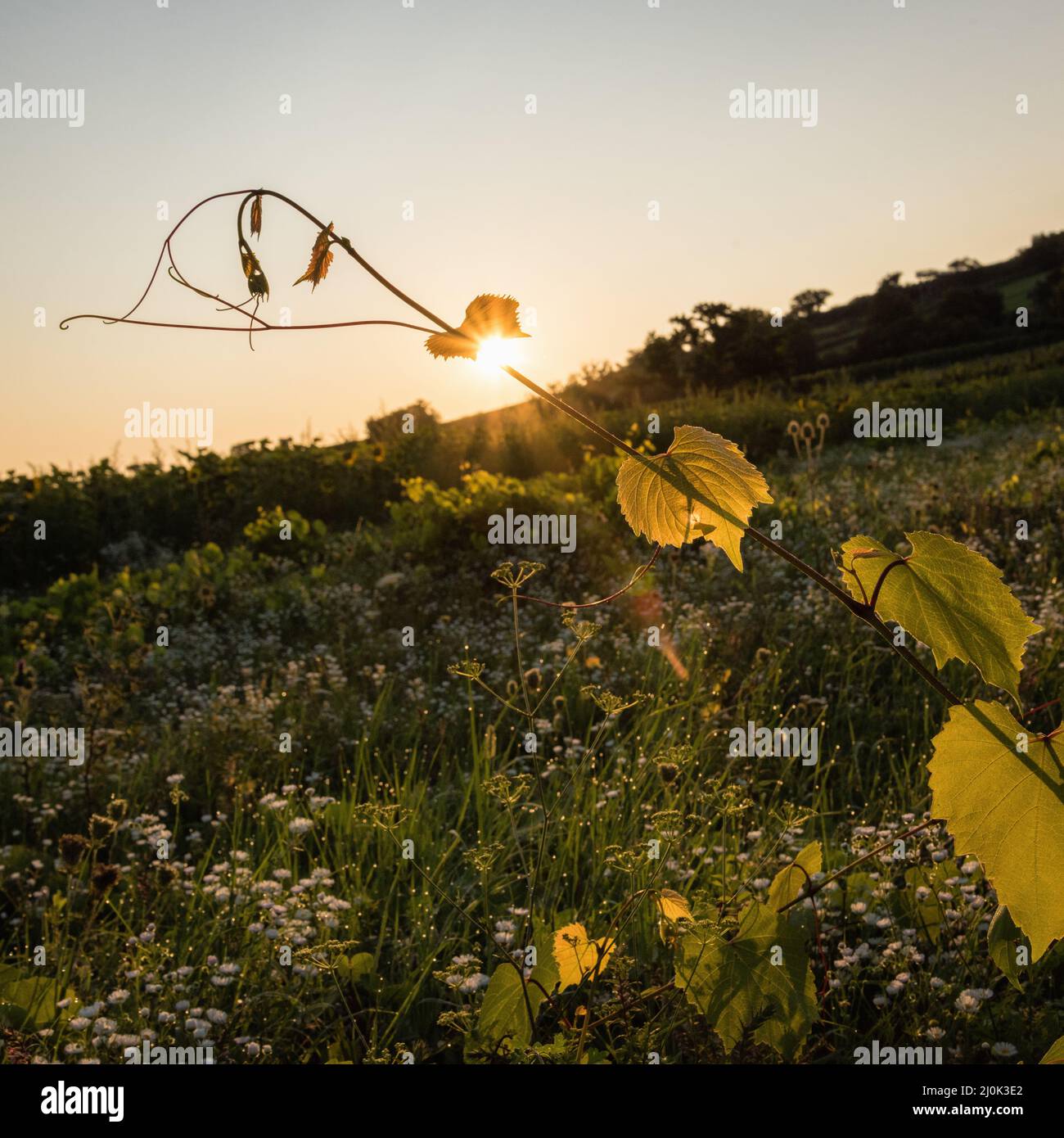 Tendrils de raisin avec soleil levant au Burgenland Banque D'Images