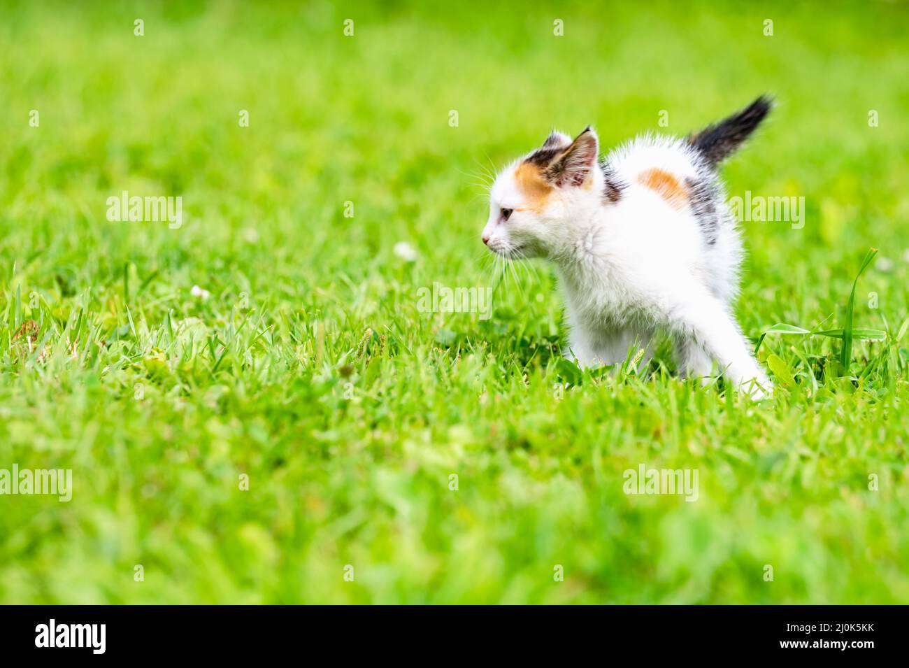 Petits chatons Banque D'Images