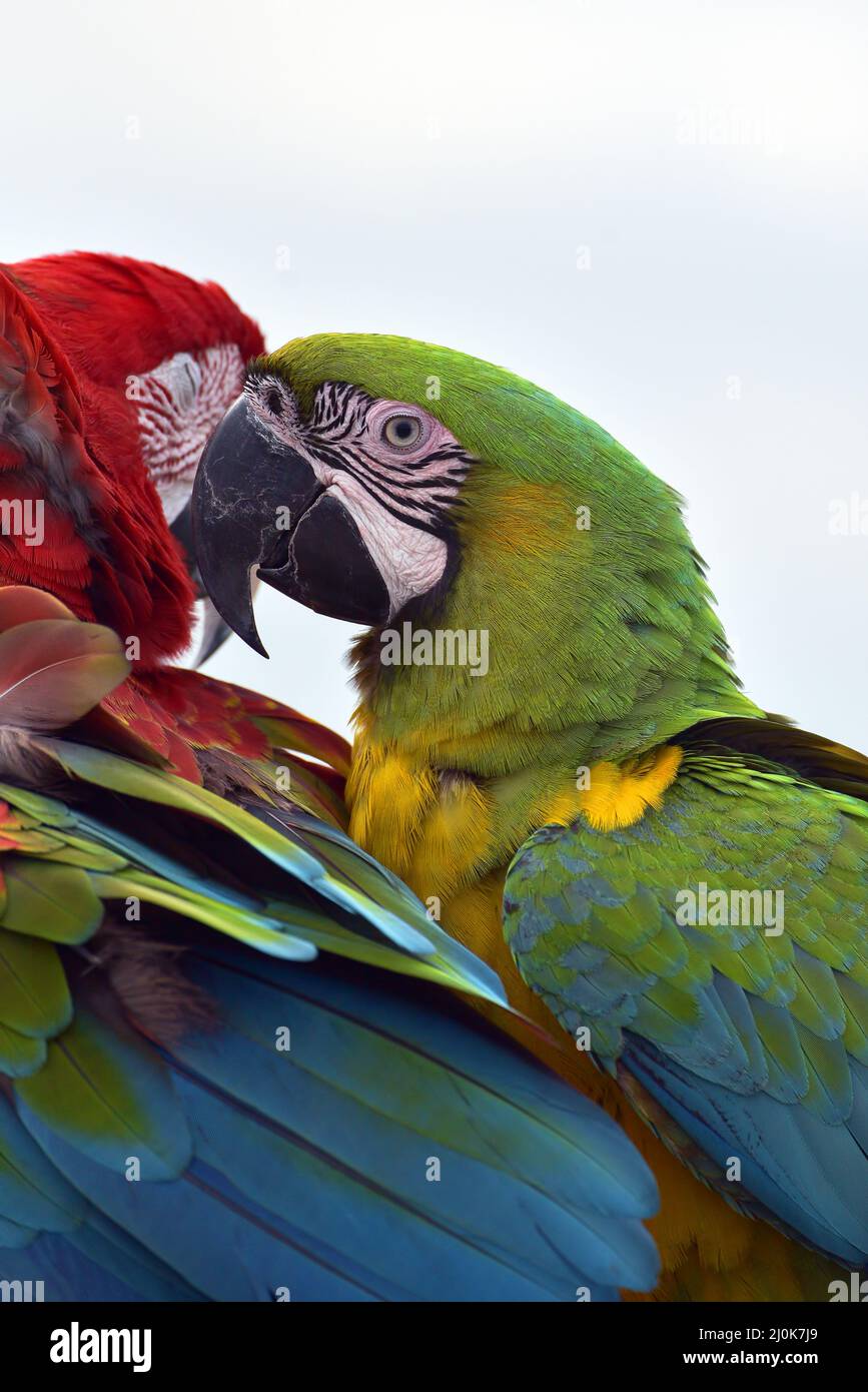 Gros plan sur les perroquets de macaw Banque D'Images