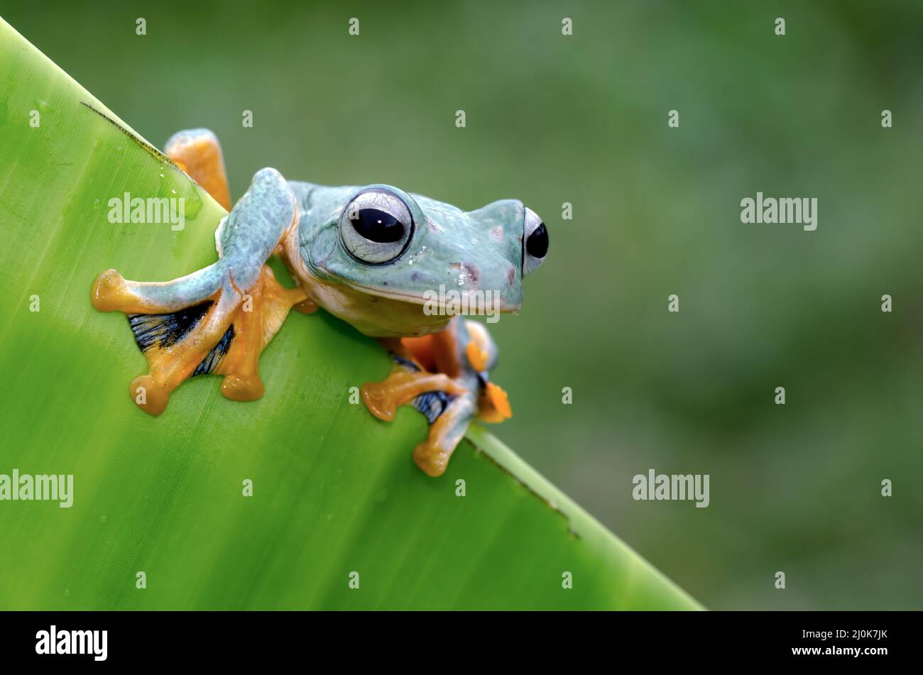 Grenouille d'arbre verte volante perchée sur une feuille de banane Banque D'Images