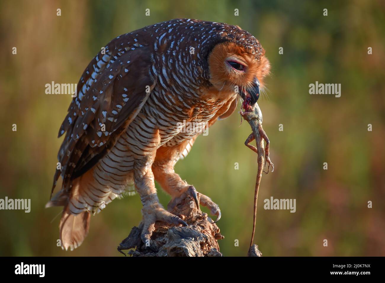 Un hibou mange un lézard d'arbre vert Banque D'Images