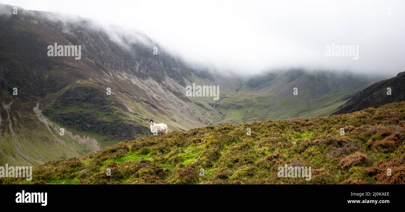 Catbells, district du lac Banque D'Images