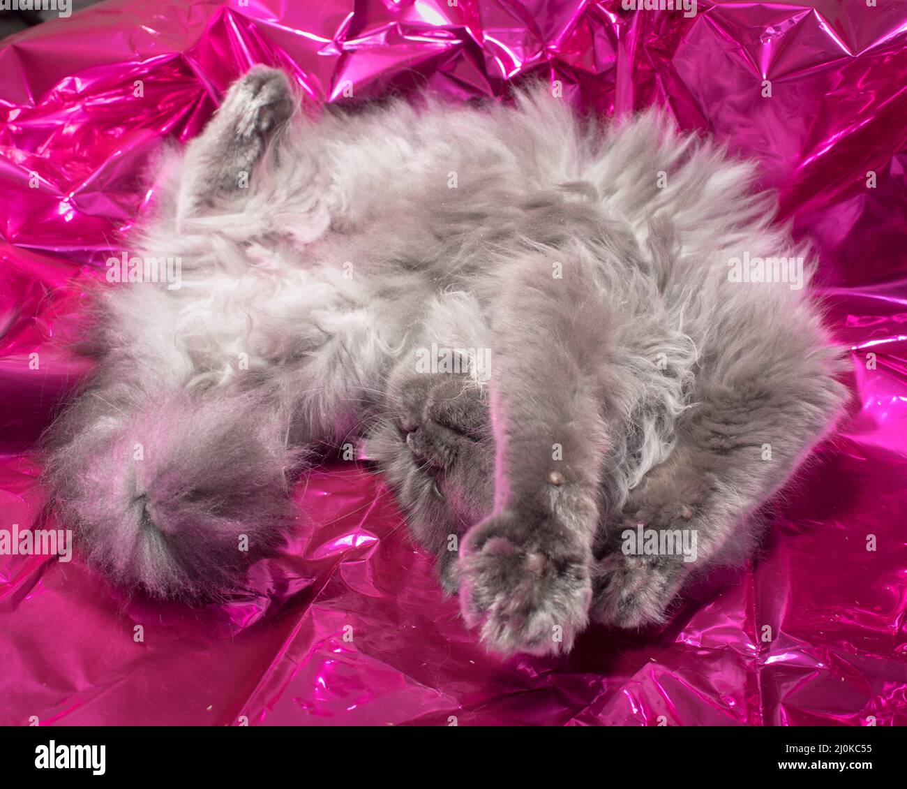 Mignon doux long cheveux gris chat roulant autour sur mylar rose brillant. Banque D'Images