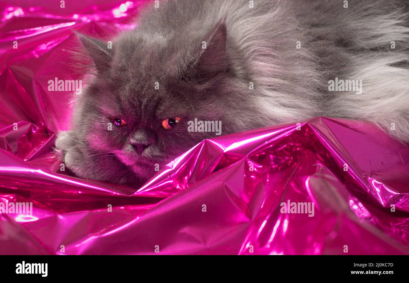 Joli chat gris à poils longs reposant sur du mylar rose brillant. Banque D'Images