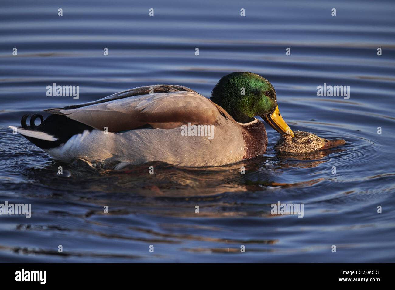 Canard colvert Banque D'Images