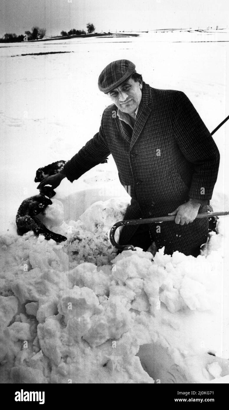 Moment de rupture pour l'agriculteur Richard Vaughan alors qu'il tire un agneau mort d'une profonde dérive de neige à la ferme de Gora, près de Llanidloes. Jusqu'au dégel M. Vaughan ne saura pas combien de ses 1 600 moutons ont péri dans le blizzard. 27th avril 1981. Banque D'Images