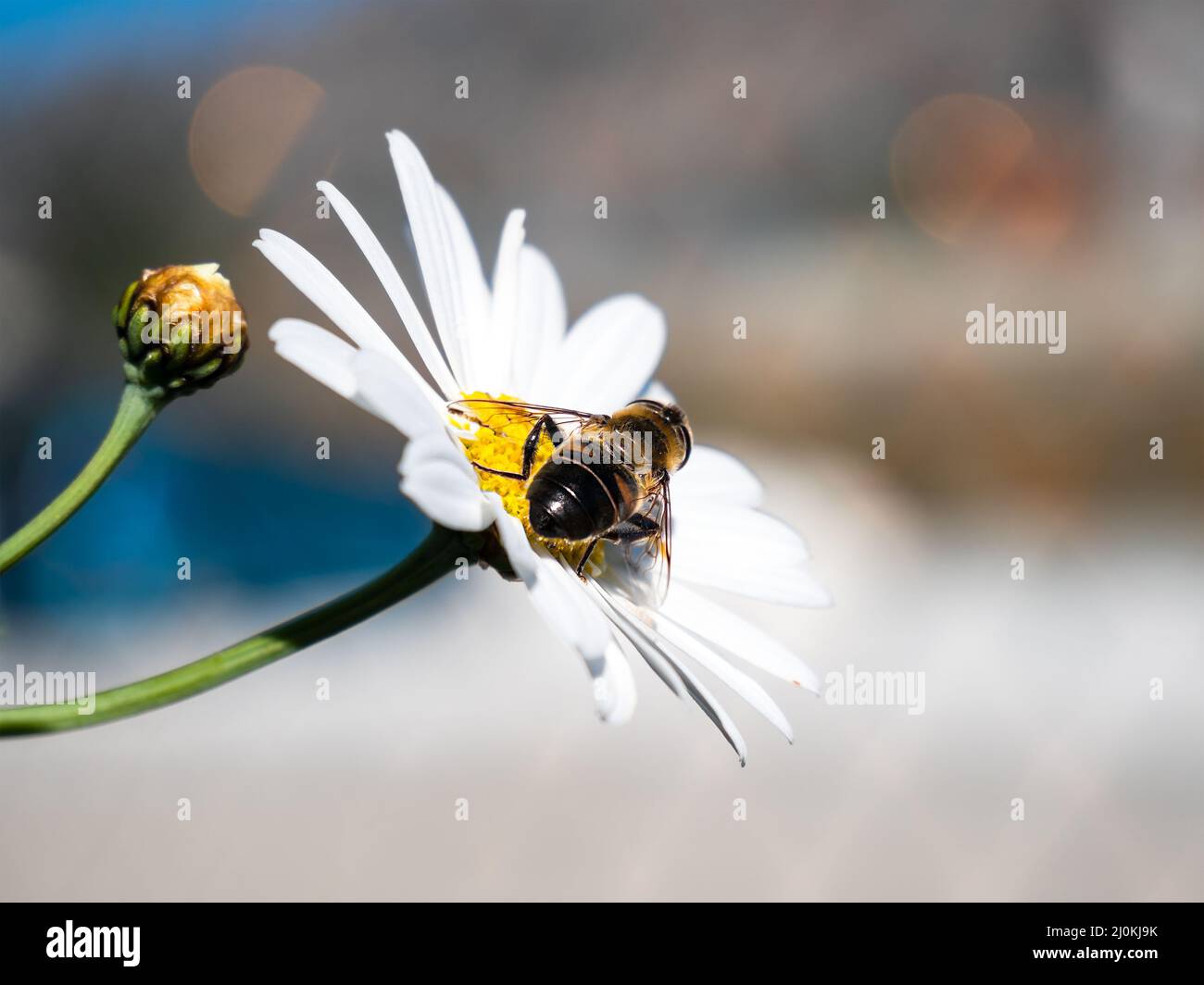 détail d'une marguerite avec une abeille collectant le nectar dans le champ Banque D'Images