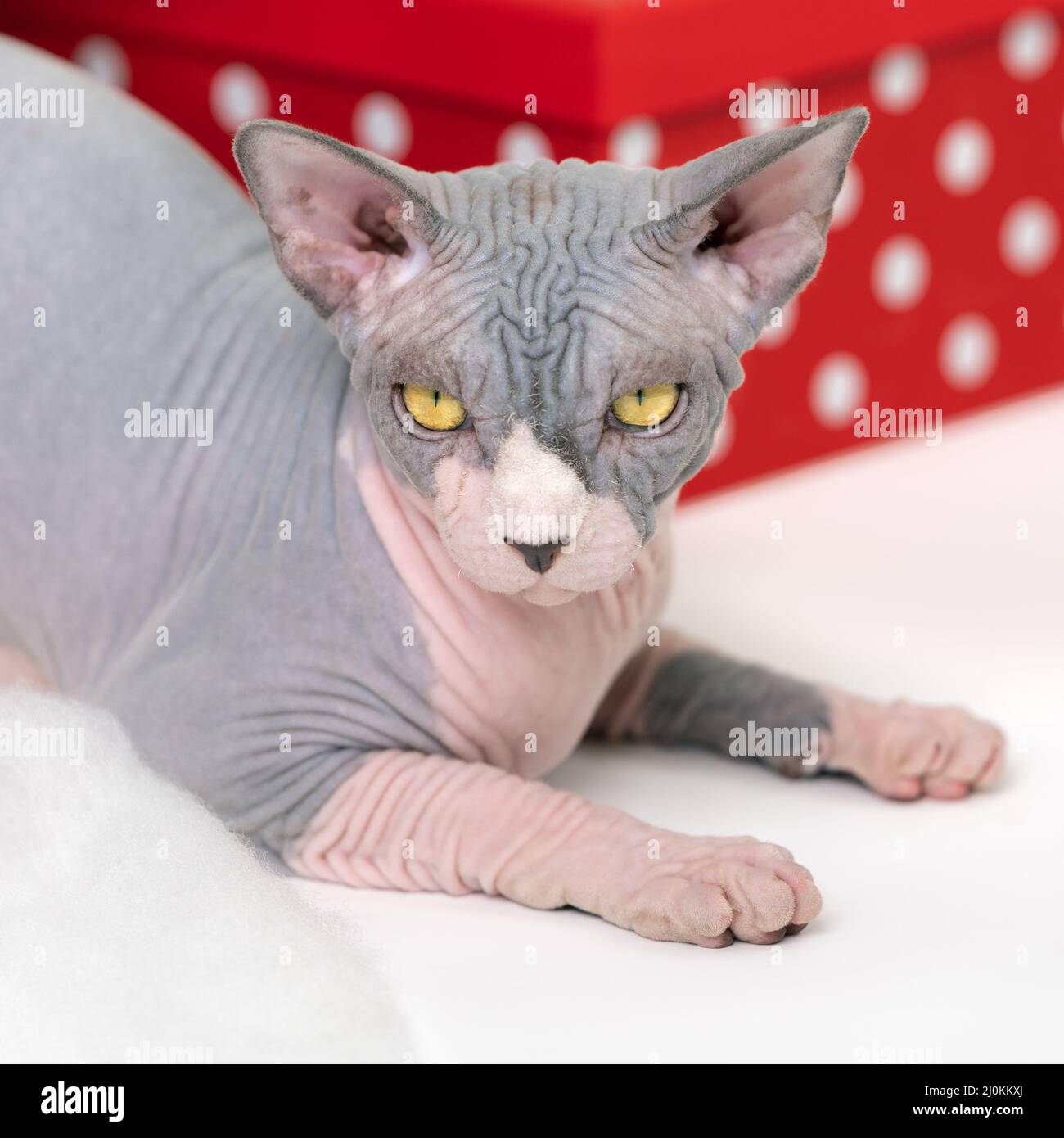 Mécontent Sphynx Chat sans cheveux avec de grands yeux jaunes se trouve près de la boîte cadeau rouge à pois Banque D'Images