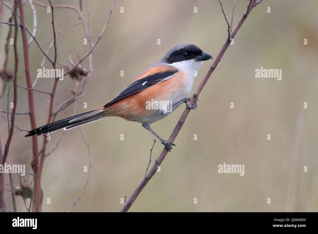 Merlu à longue queue (Lanius schach), oiseau unique, vue latérale perchée, niveau des yeux, Hong Kong, Chine Mars 2022 Banque D'Images