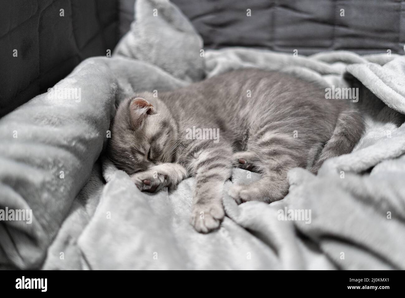 Chat endormi, rêve parfait. L'enfant animal s'est endormi. Beau petit tabby gris chat de Scottish Straight race dort swe Banque D'Images