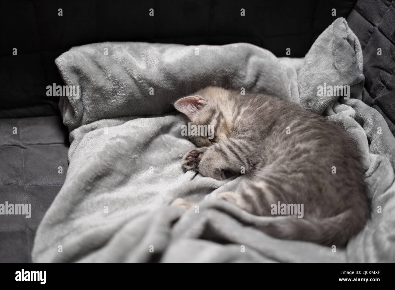 Chat endormi, rêve parfait. L'enfant animal s'est endormi. Beau petit tabby gris chat de Scottish Straight race dort swe Banque D'Images