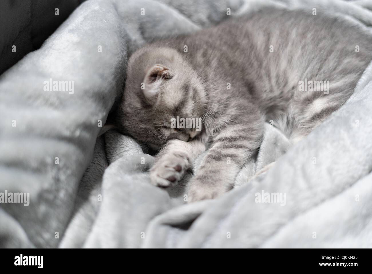 Un petit chaton écossais gris peut dormir sur un couvre-lit gris sur un canapé. Le thème est le soin et l'amour pour les animaux de compagnie. Protection an Banque D'Images