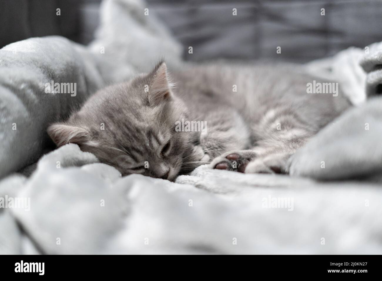 Chat endormi, rêve parfait. L'enfant animal s'est endormi. Beau petit tabby gris chat de Scottish Straight race dort swe Banque D'Images