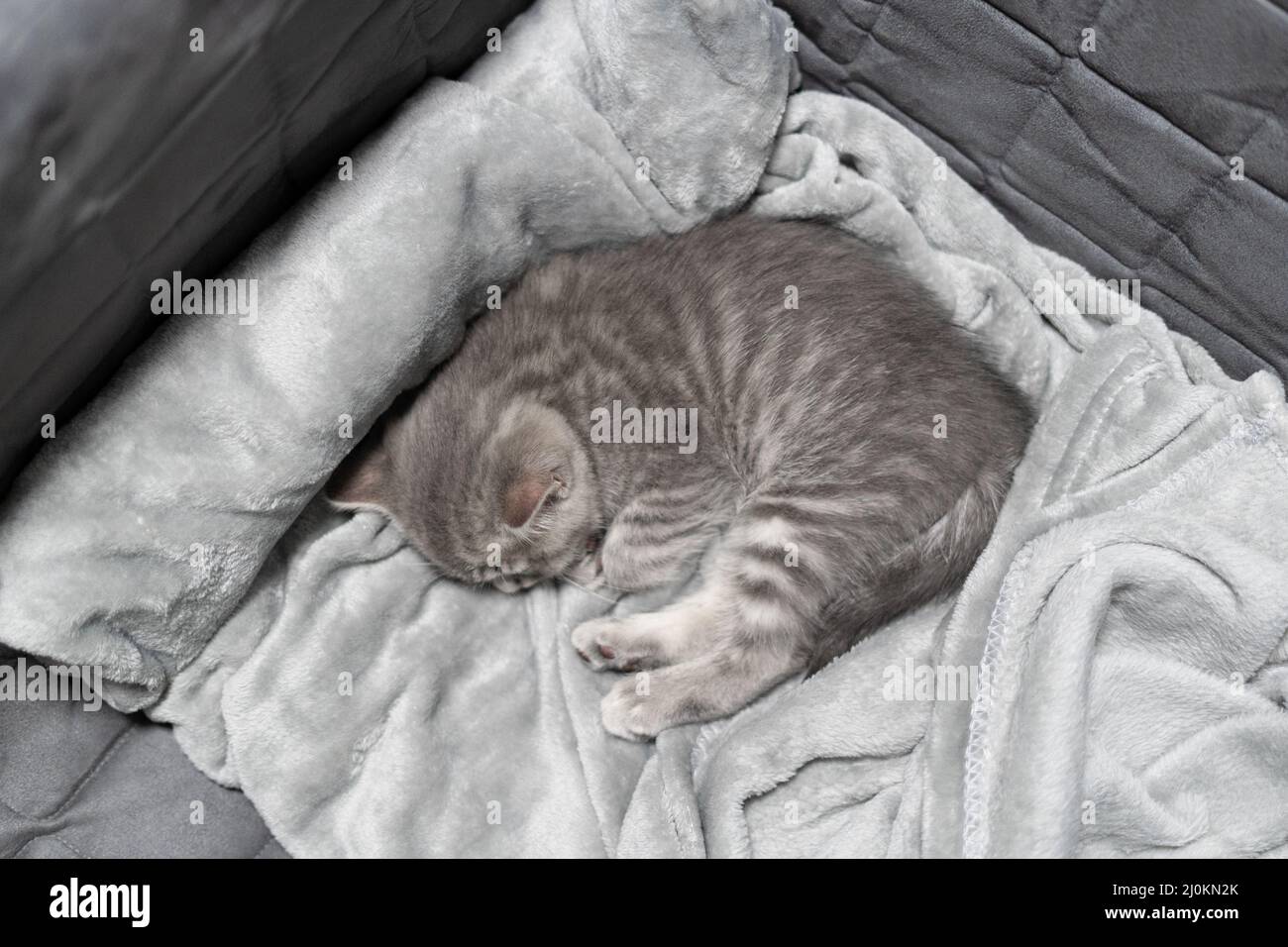 Un petit chaton écossais gris peut dormir sur un couvre-lit gris sur un canapé. Le thème est le soin et l'amour pour les animaux de compagnie. Protection an Banque D'Images