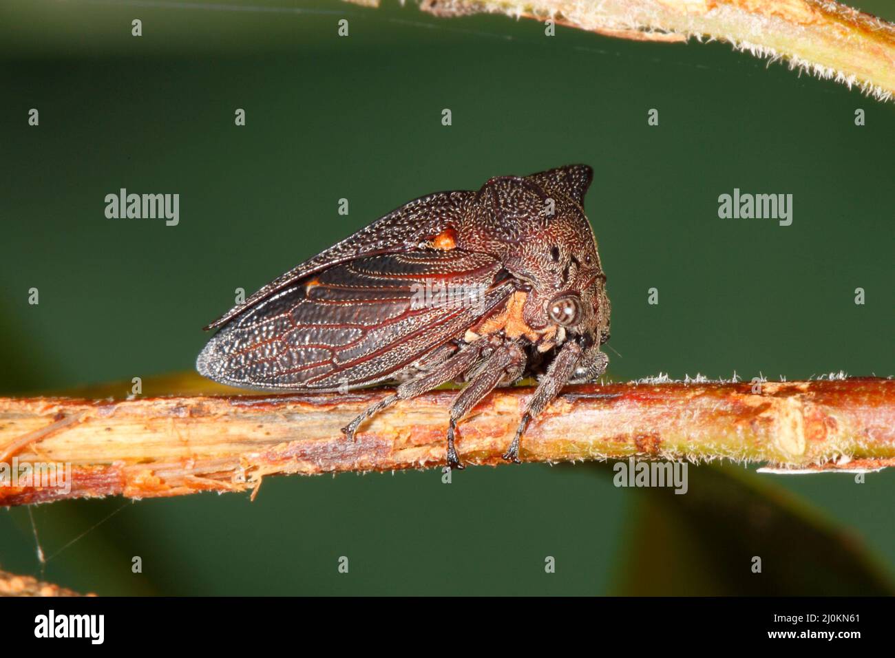 Treehopper marron, Pogonella minutus. Coffs Harbour, Nouvelle-Galles du Sud, Australie Banque D'Images