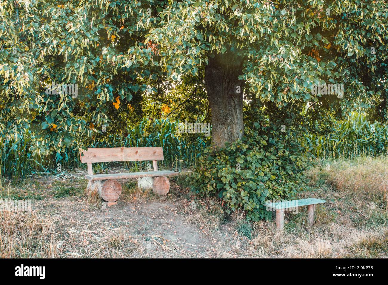 Petit banc en bois, place de repos sous l'arbre Banque D'Images