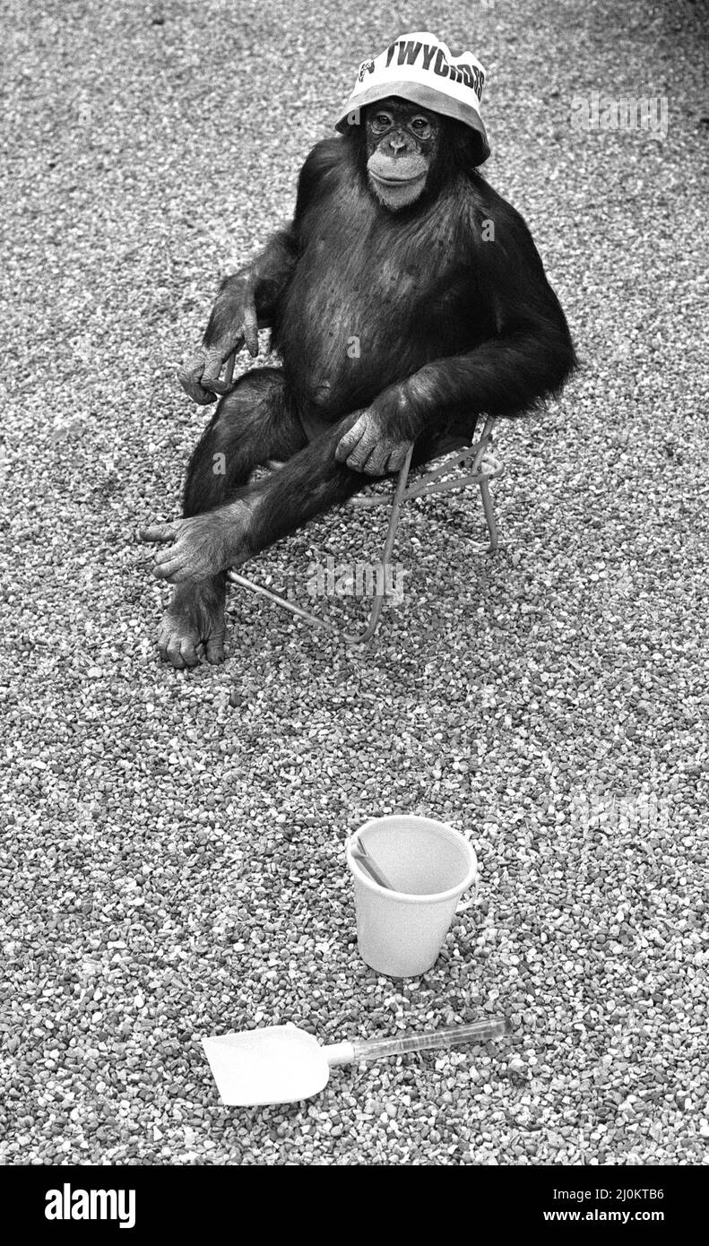 Un Chimpanzee au zoo de Twycross assis sur une chaise avec un seau et une pelle à proximité. 27th mai 1981. Banque D'Images