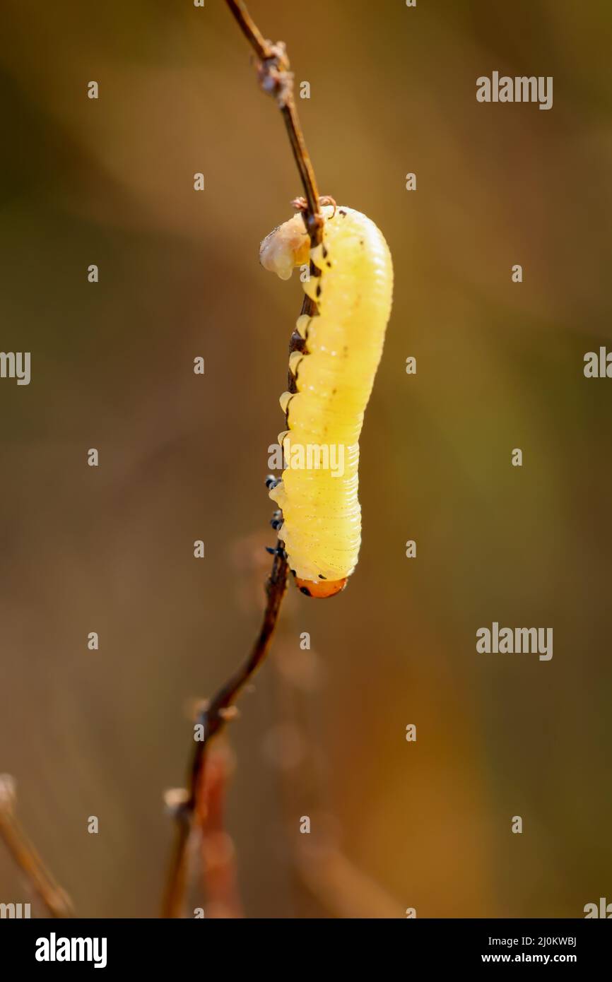 La chenille jaune ou la larve de scierie sur une plante de prairie. Banque D'Images