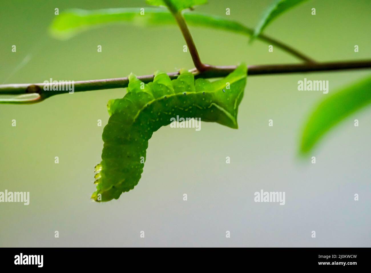 Portrait, gros plan d'une chenille de papillon sur une usine. Banque D'Images